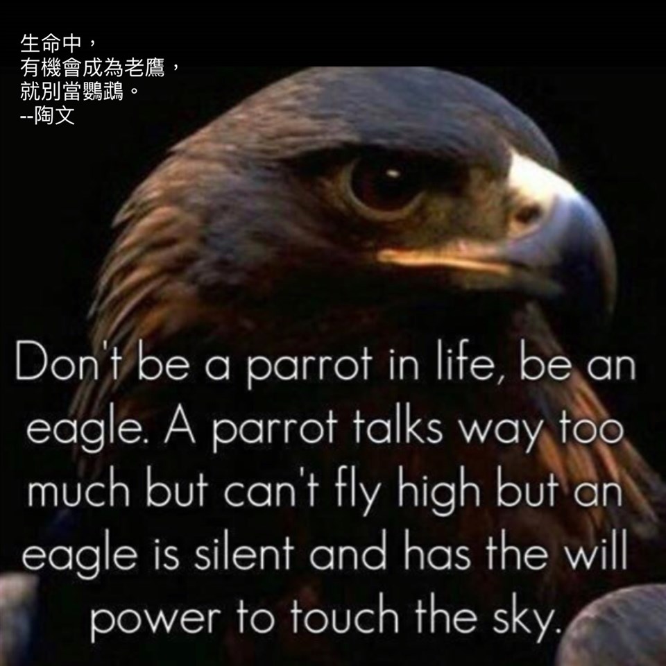 鸚鵡和老鷹