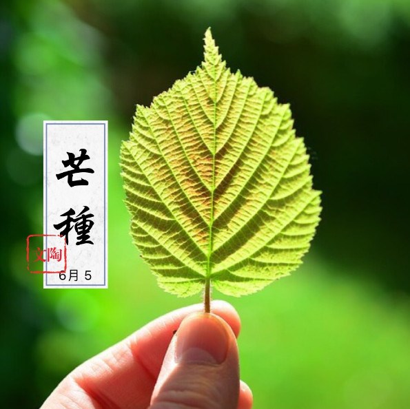 芒種轉運祕法  開運轉運就在今天