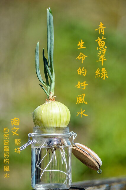 青蔥翠綠………
