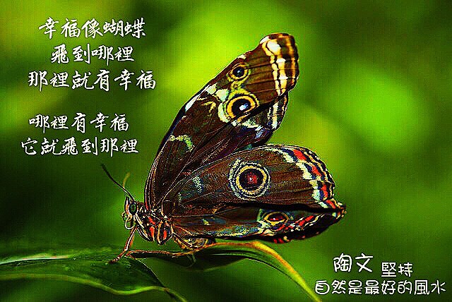幸福就像蝴蝶..........